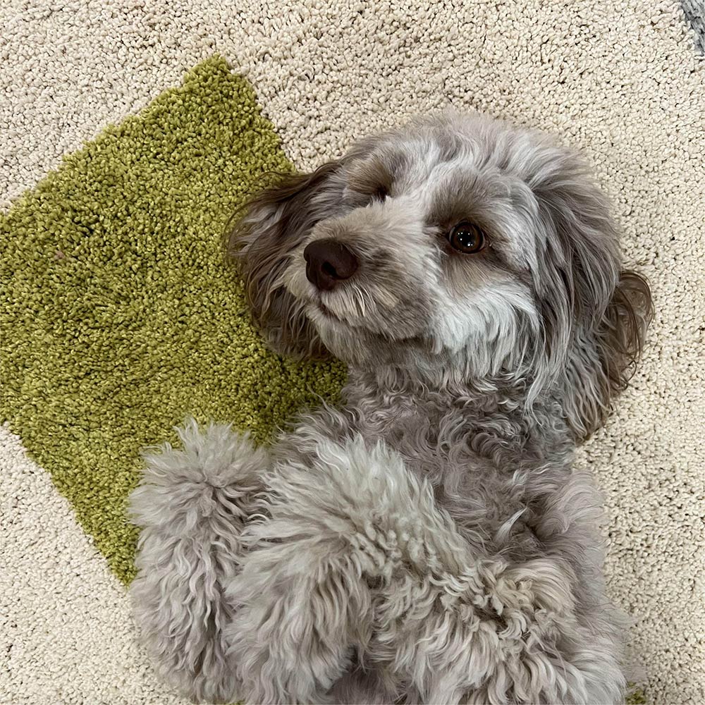 The Best Carpet for Pets