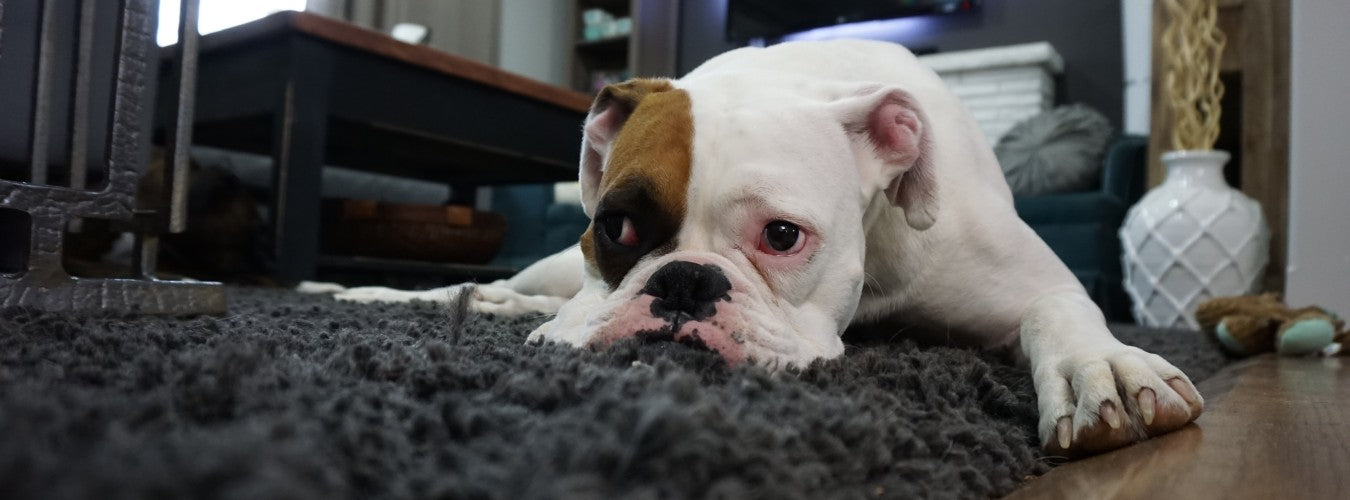 Why Carpet Padding is a Must-Have for Pet Owners